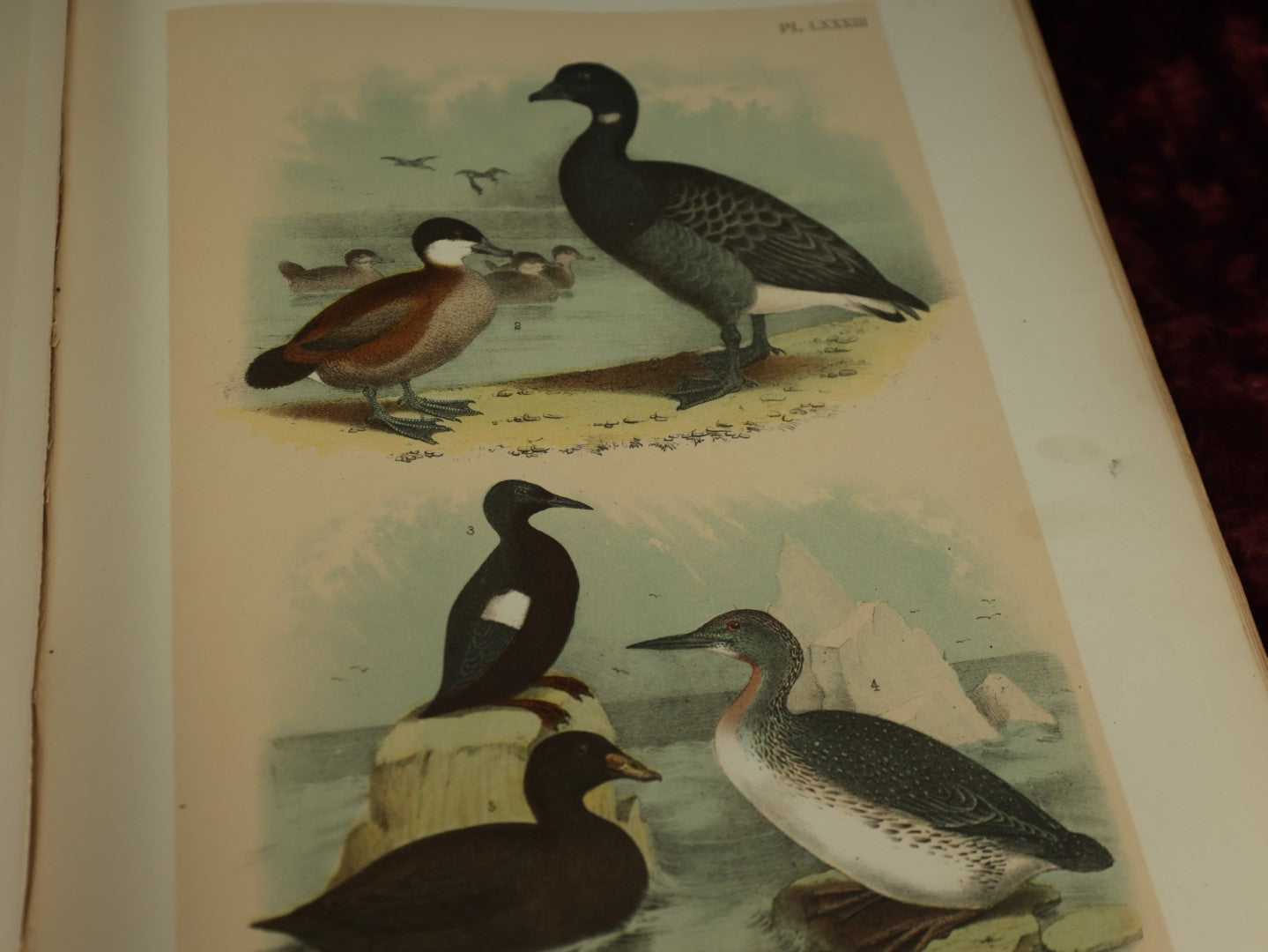 Lot 137 - Antique Book Remnants With Dozens Of High Quality Chromo Lithographed Plates Of A Variety Of Bird Species, No Cover, Great For Prints And Framing