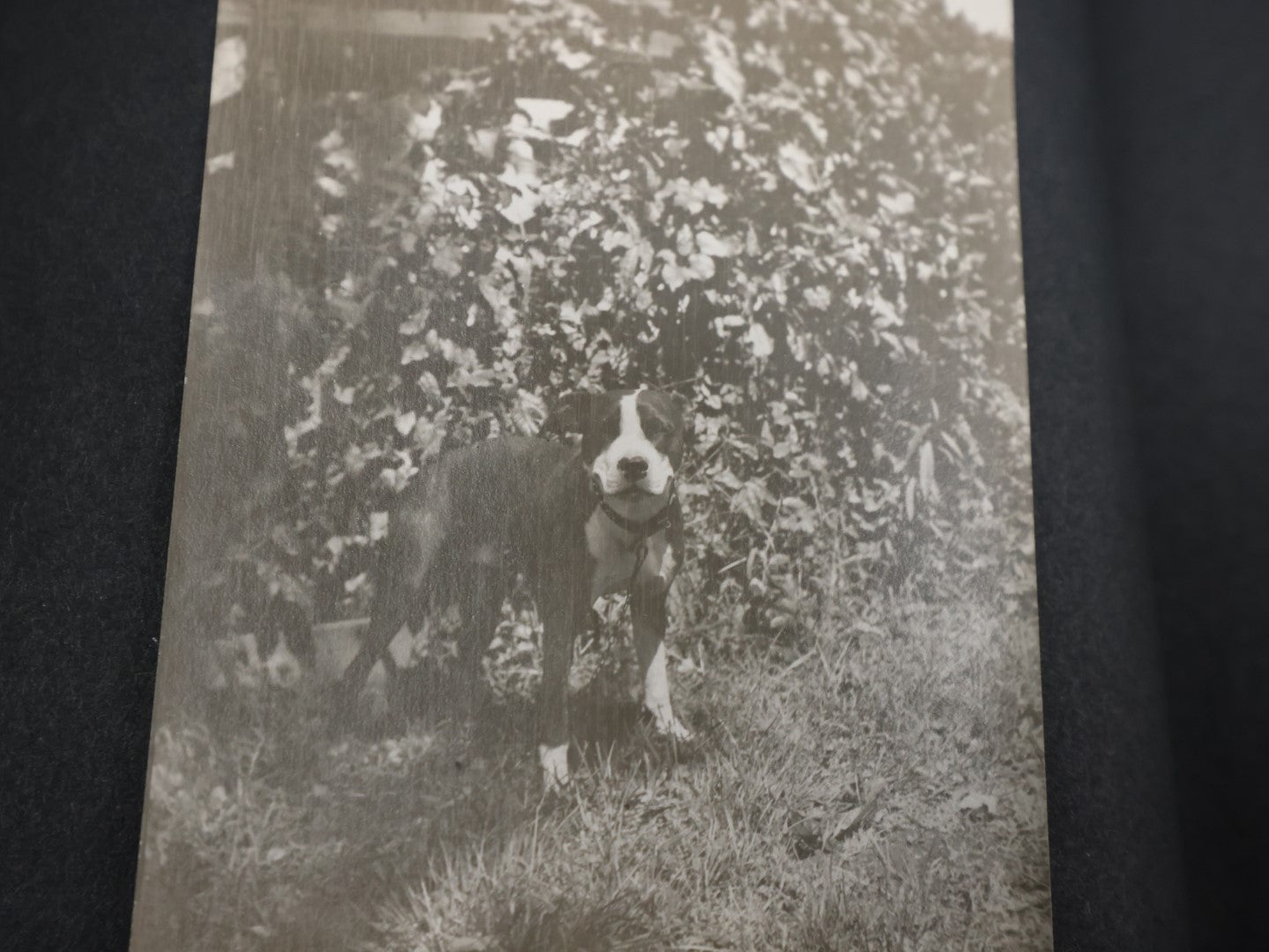 Lot 007 - Important Circa 1900-1920 Photo Album With Battleships, Ocean Liners, Yachts, Pitbulls, Cats, Auto-Racing, West Point, Travel Destinations, Sideshow Bear, Dozens Of Photos, Good Condition, Well Documented