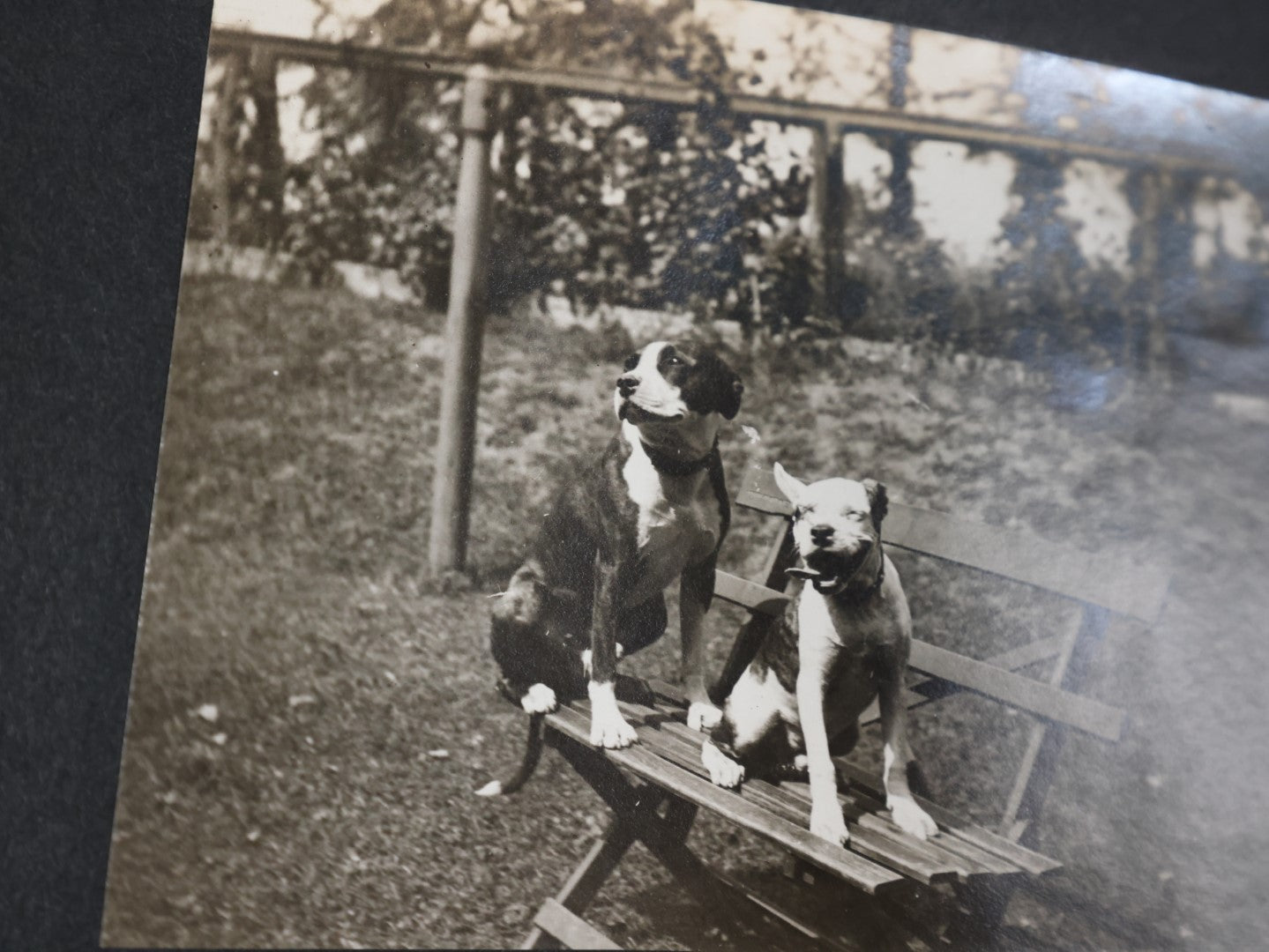 Lot 007 - Important Circa 1900-1920 Photo Album With Battleships, Ocean Liners, Yachts, Pitbulls, Cats, Auto-Racing, West Point, Travel Destinations, Sideshow Bear, Dozens Of Photos, Good Condition, Well Documented