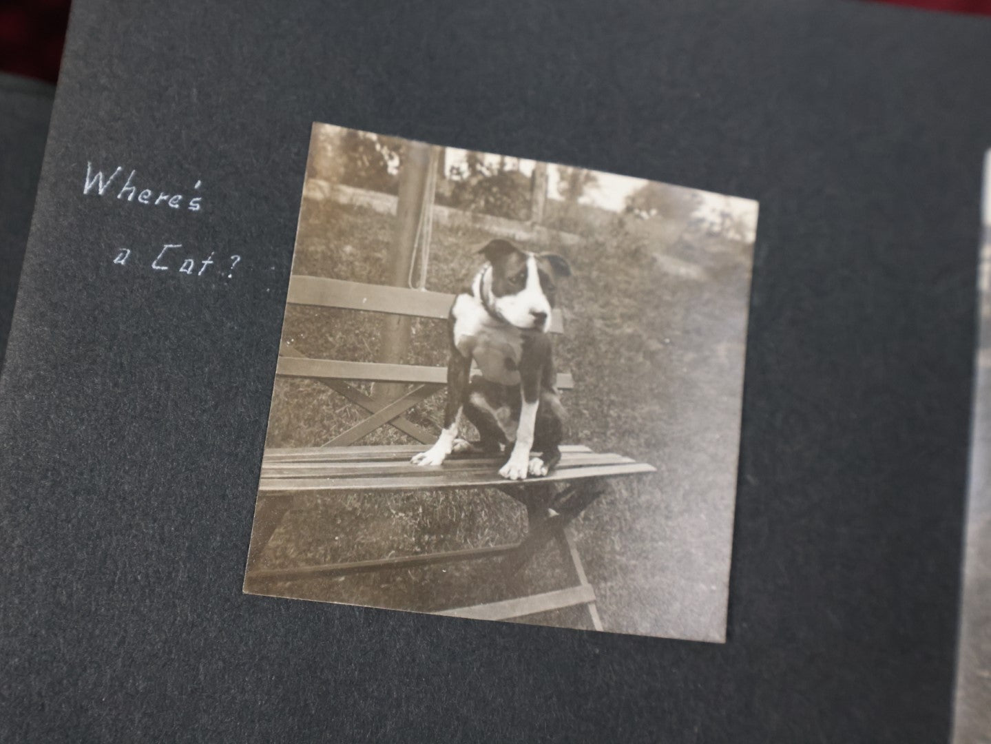 Lot 007 - Important Circa 1900-1920 Photo Album With Battleships, Ocean Liners, Yachts, Pitbulls, Cats, Auto-Racing, West Point, Travel Destinations, Sideshow Bear, Dozens Of Photos, Good Condition, Well Documented