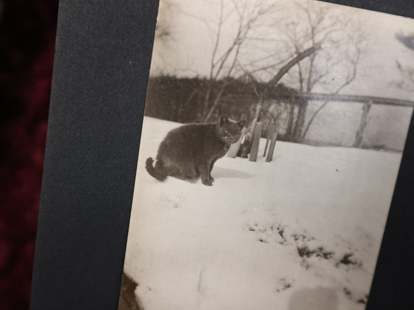 Lot 007 - Important Circa 1900-1920 Photo Album With Battleships, Ocean Liners, Yachts, Pitbulls, Cats, Auto-Racing, West Point, Travel Destinations, Sideshow Bear, Dozens Of Photos, Good Condition, Well Documented