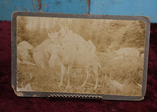 Lot 136 - Unusual Boarded Photograph Of A Deer Or Deer Statue, Mount Washington Railway Back Mark, New Hampshire