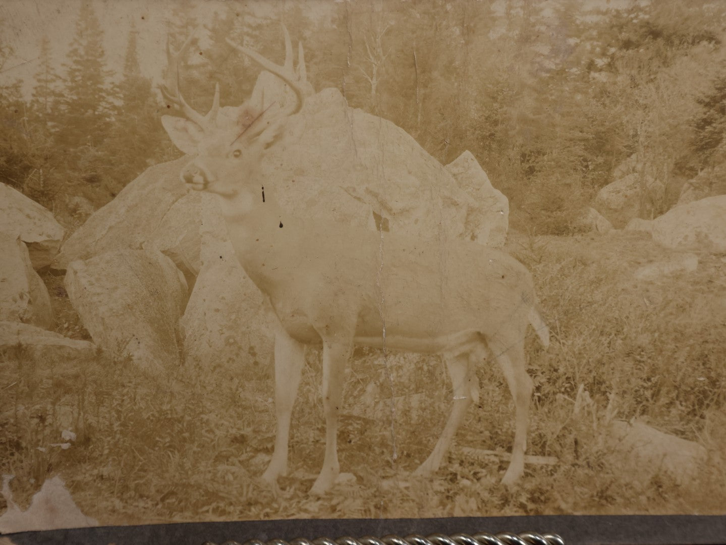 Lot 136 - Unusual Boarded Photograph Of A Deer Or Deer Statue, Mount Washington Railway Back Mark, New Hampshire