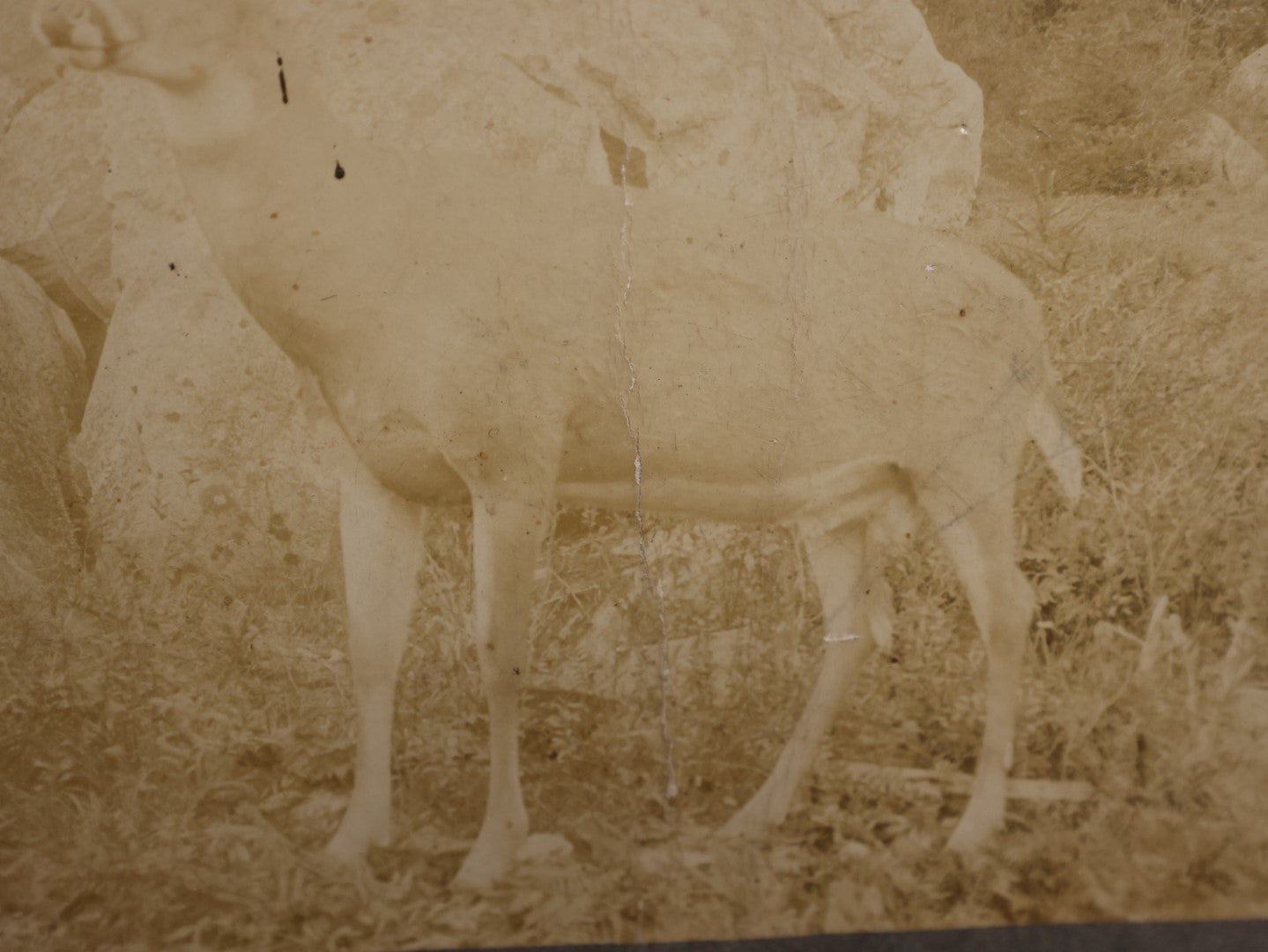 Lot 136 - Unusual Boarded Photograph Of A Deer Or Deer Statue, Mount Washington Railway Back Mark, New Hampshire