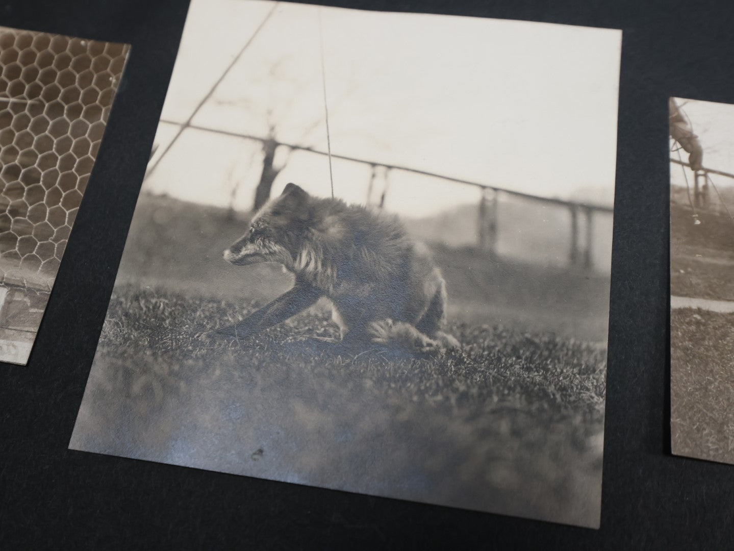 Lot 007 - Important Circa 1900-1920 Photo Album With Battleships, Ocean Liners, Yachts, Pitbulls, Cats, Auto-Racing, West Point, Travel Destinations, Sideshow Bear, Dozens Of Photos, Good Condition, Well Documented