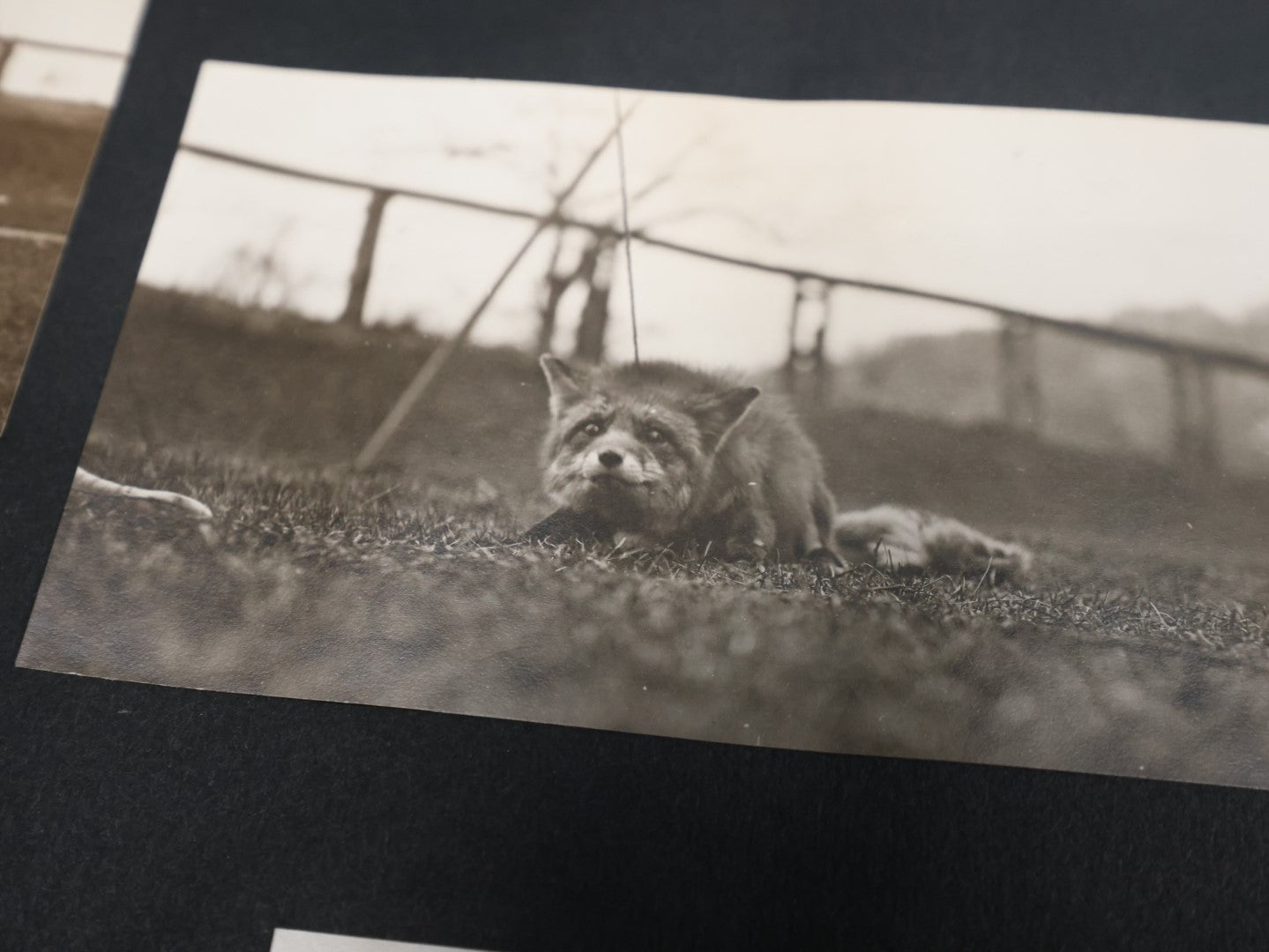 Lot 007 - Important Circa 1900-1920 Photo Album With Battleships, Ocean Liners, Yachts, Pitbulls, Cats, Auto-Racing, West Point, Travel Destinations, Sideshow Bear, Dozens Of Photos, Good Condition, Well Documented