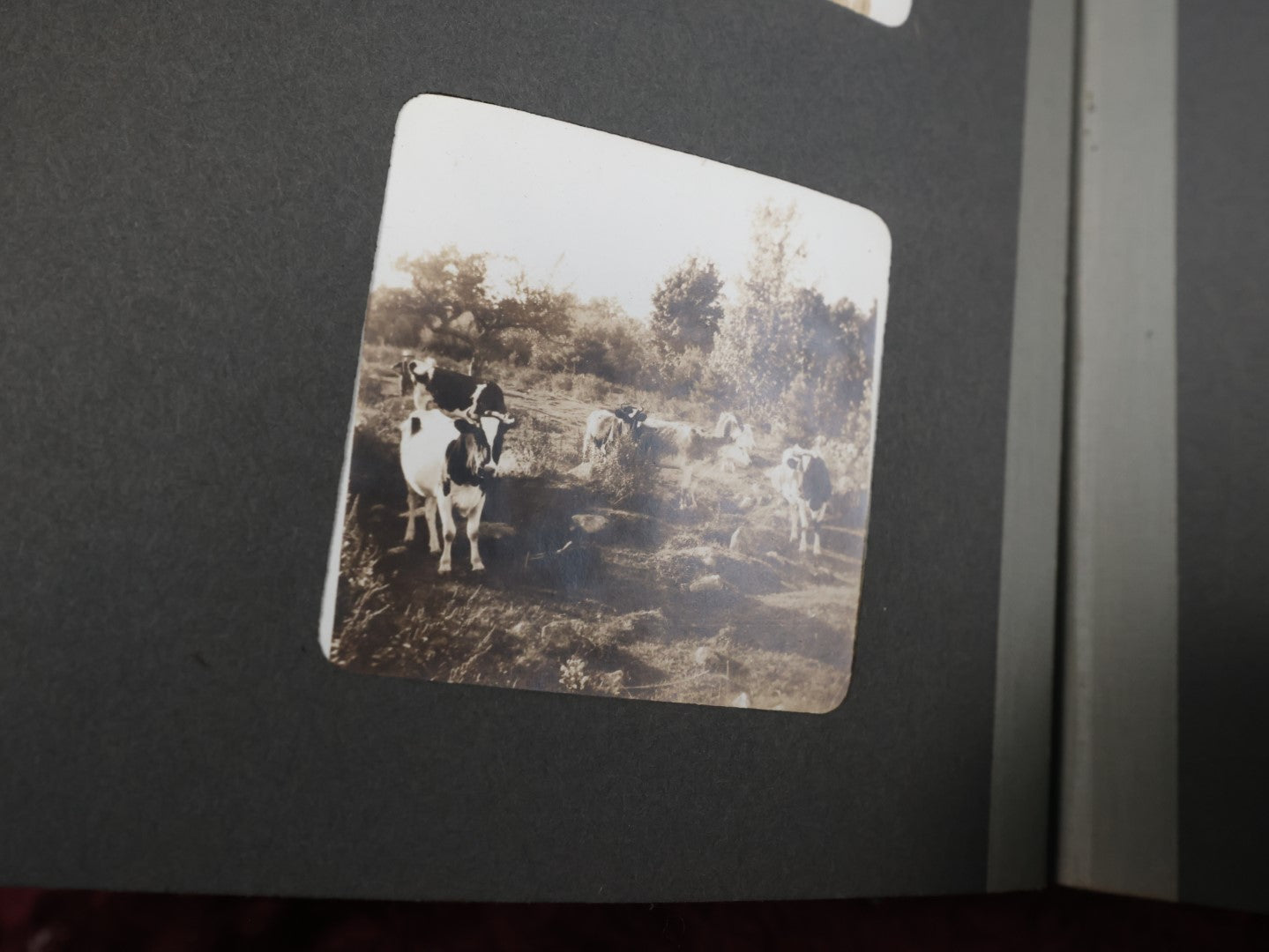 Lot 141 - Antique Black Photo Album With Many Photos, Mostly Of Families And Children At Play And On Trips