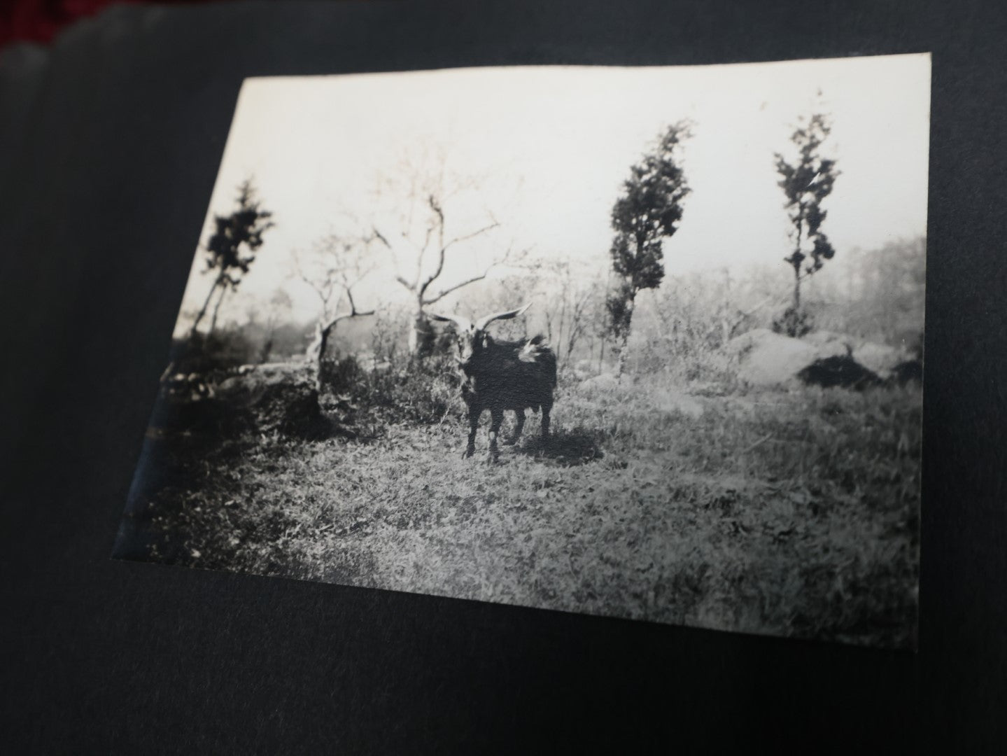 Lot 007 - Important Circa 1900-1920 Photo Album With Battleships, Ocean Liners, Yachts, Pitbulls, Cats, Auto-Racing, West Point, Travel Destinations, Sideshow Bear, Dozens Of Photos, Good Condition, Well Documented