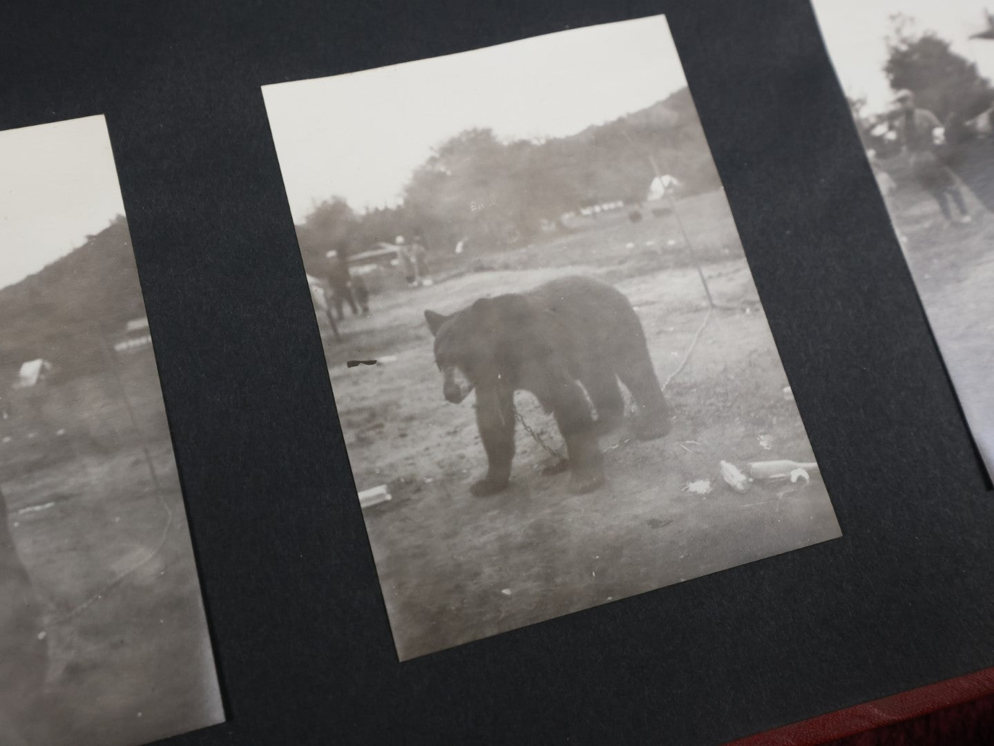 Lot 007 - Important Circa 1900-1920 Photo Album With Battleships, Ocean Liners, Yachts, Pitbulls, Cats, Auto-Racing, West Point, Travel Destinations, Sideshow Bear, Dozens Of Photos, Good Condition, Well Documented