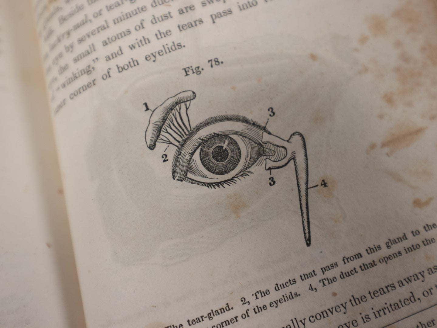 Lot 124 - "First Book Of Anatomy, Physiology, And Hygiene" Antique Book By Calvin Cutter, M.D., With Eighty-Three Engravings, Published 1956