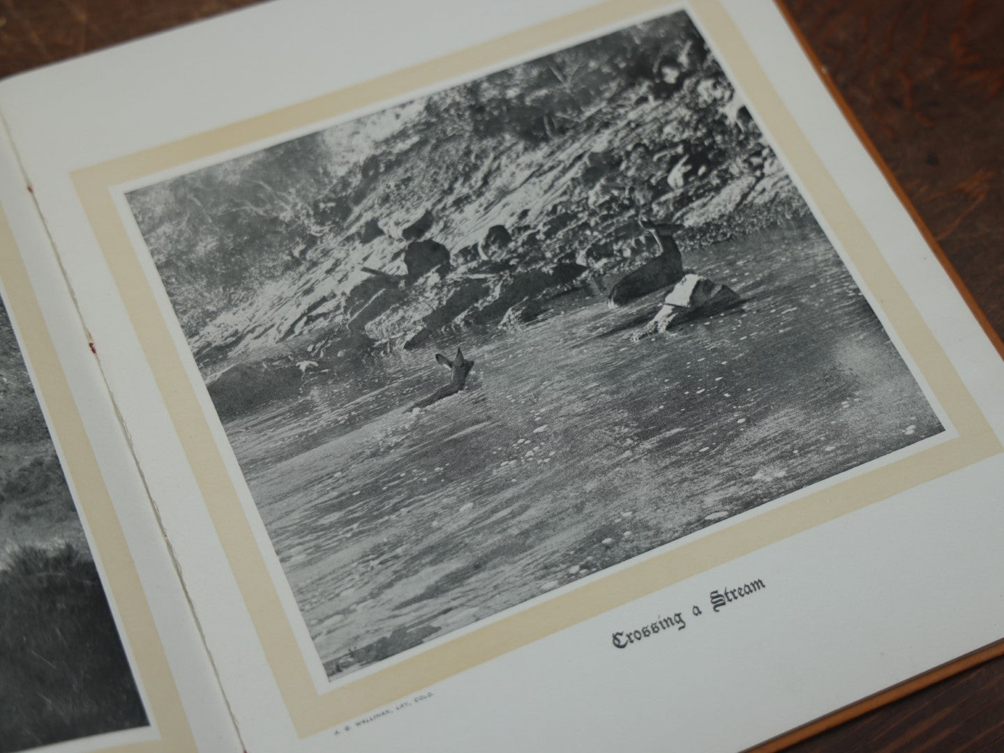 Lot 038 - "Hoofs, Claws, And Antlers Of The Rocky Mountains, By The Camera," Photographic Reproductions Of Wild Game From Life With An Introduction By Theodore Roosevelt, Copyright 1894, Frank S. Thayer, Publisher, Denver, Co.