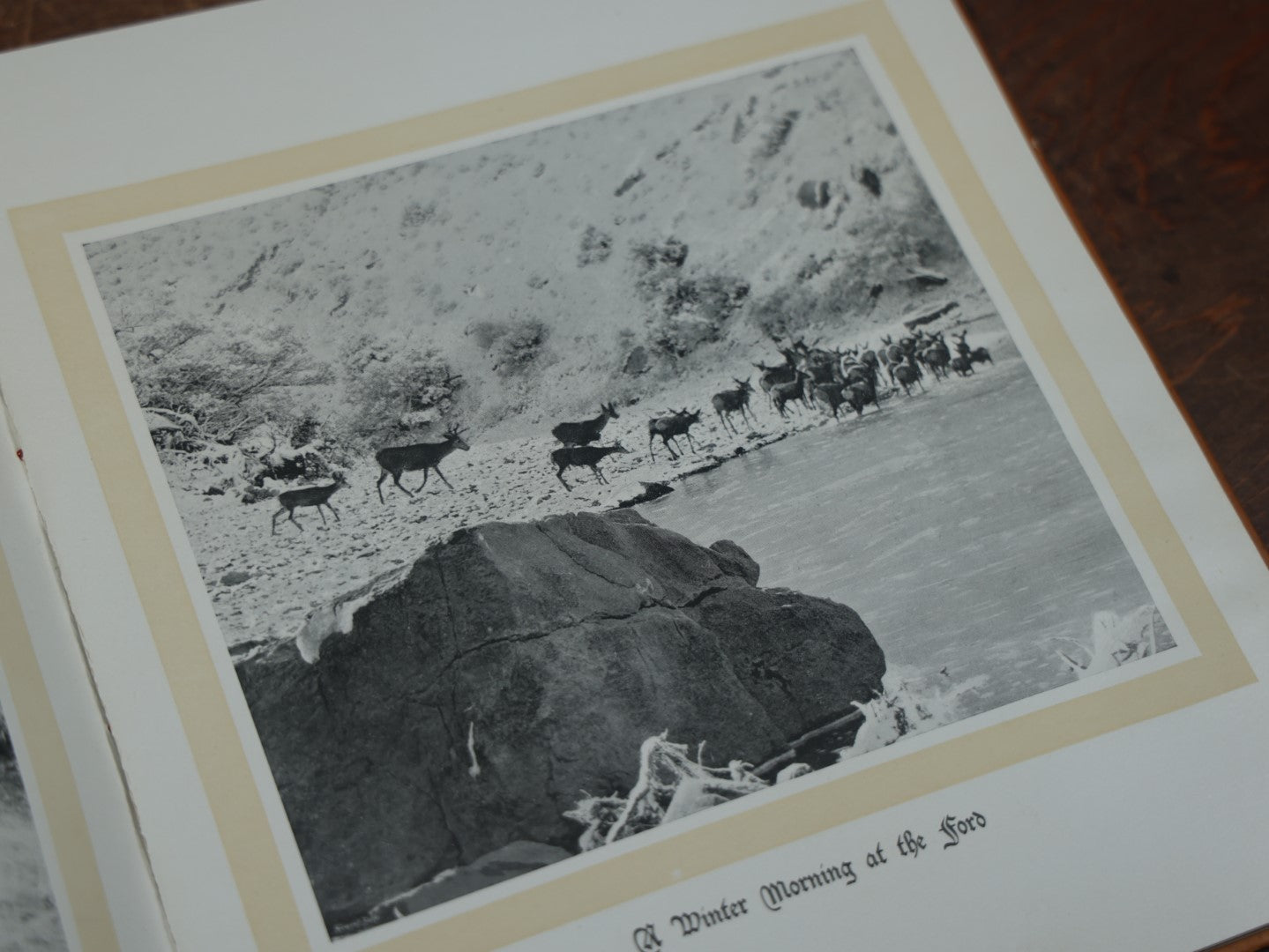 Lot 038 - "Hoofs, Claws, And Antlers Of The Rocky Mountains, By The Camera," Photographic Reproductions Of Wild Game From Life With An Introduction By Theodore Roosevelt, Copyright 1894, Frank S. Thayer, Publisher, Denver, Co.