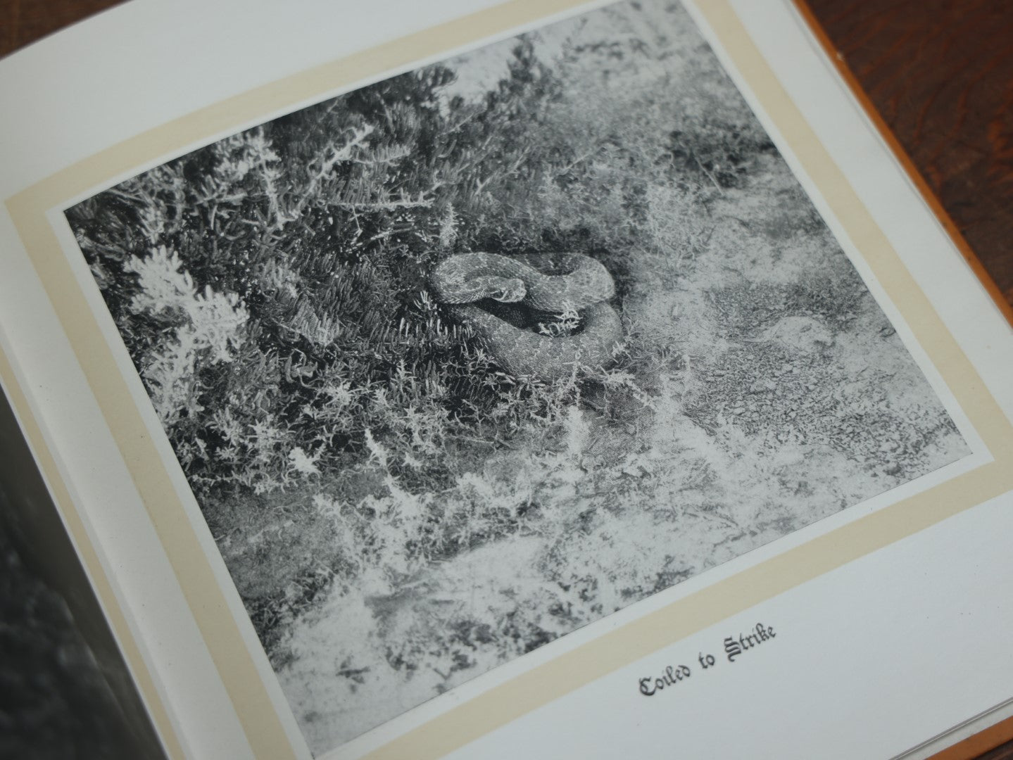 Lot 038 - "Hoofs, Claws, And Antlers Of The Rocky Mountains, By The Camera," Photographic Reproductions Of Wild Game From Life With An Introduction By Theodore Roosevelt, Copyright 1894, Frank S. Thayer, Publisher, Denver, Co.