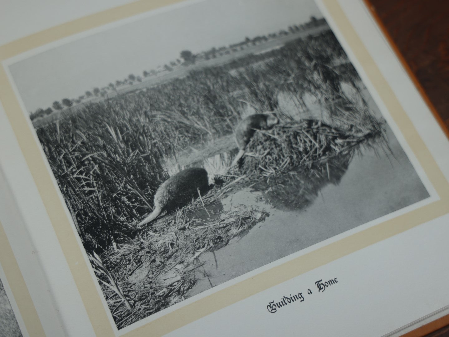 Lot 038 - "Hoofs, Claws, And Antlers Of The Rocky Mountains, By The Camera," Photographic Reproductions Of Wild Game From Life With An Introduction By Theodore Roosevelt, Copyright 1894, Frank S. Thayer, Publisher, Denver, Co.