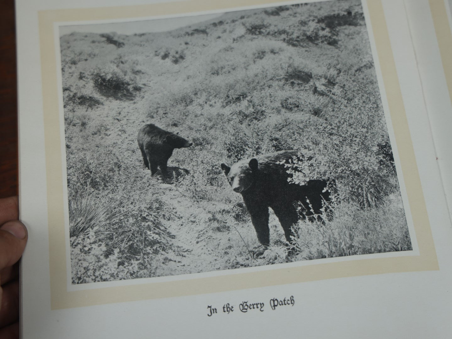 Lot 038 - "Hoofs, Claws, And Antlers Of The Rocky Mountains, By The Camera," Photographic Reproductions Of Wild Game From Life With An Introduction By Theodore Roosevelt, Copyright 1894, Frank S. Thayer, Publisher, Denver, Co.