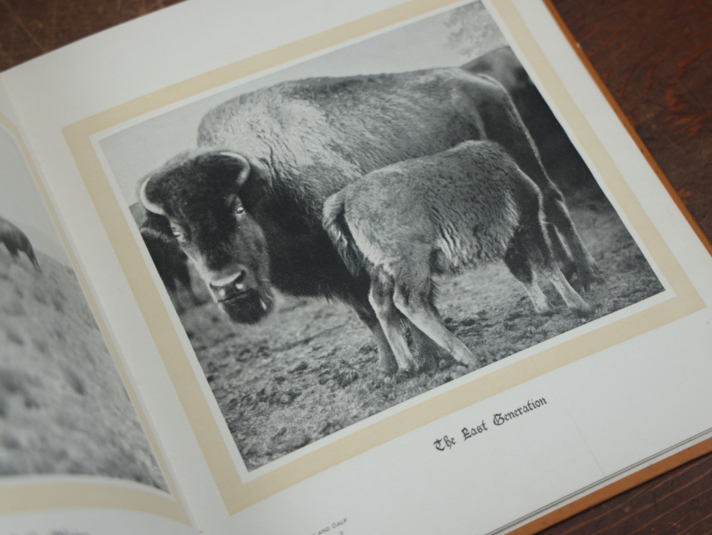 Lot 038 - "Hoofs, Claws, And Antlers Of The Rocky Mountains, By The Camera," Photographic Reproductions Of Wild Game From Life With An Introduction By Theodore Roosevelt, Copyright 1894, Frank S. Thayer, Publisher, Denver, Co.