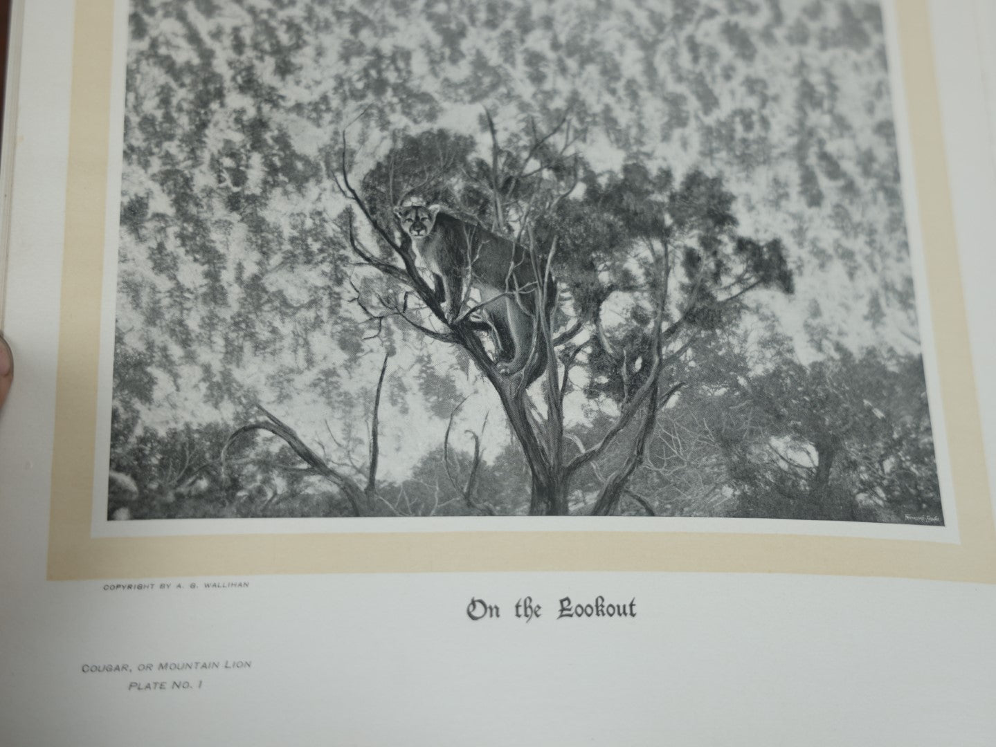 Lot 038 - "Hoofs, Claws, And Antlers Of The Rocky Mountains, By The Camera," Photographic Reproductions Of Wild Game From Life With An Introduction By Theodore Roosevelt, Copyright 1894, Frank S. Thayer, Publisher, Denver, Co.