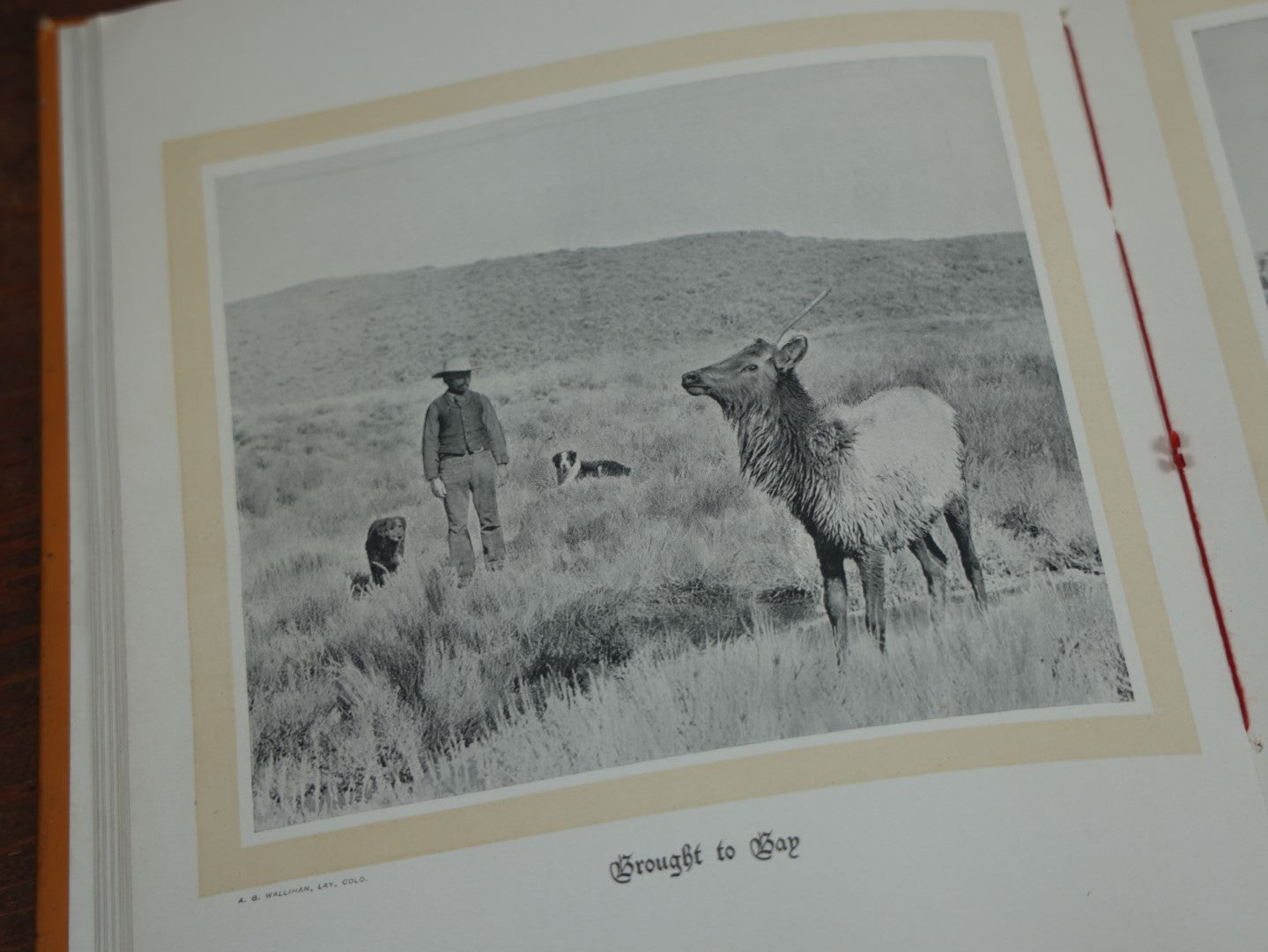 Lot 038 - "Hoofs, Claws, And Antlers Of The Rocky Mountains, By The Camera," Photographic Reproductions Of Wild Game From Life With An Introduction By Theodore Roosevelt, Copyright 1894, Frank S. Thayer, Publisher, Denver, Co.