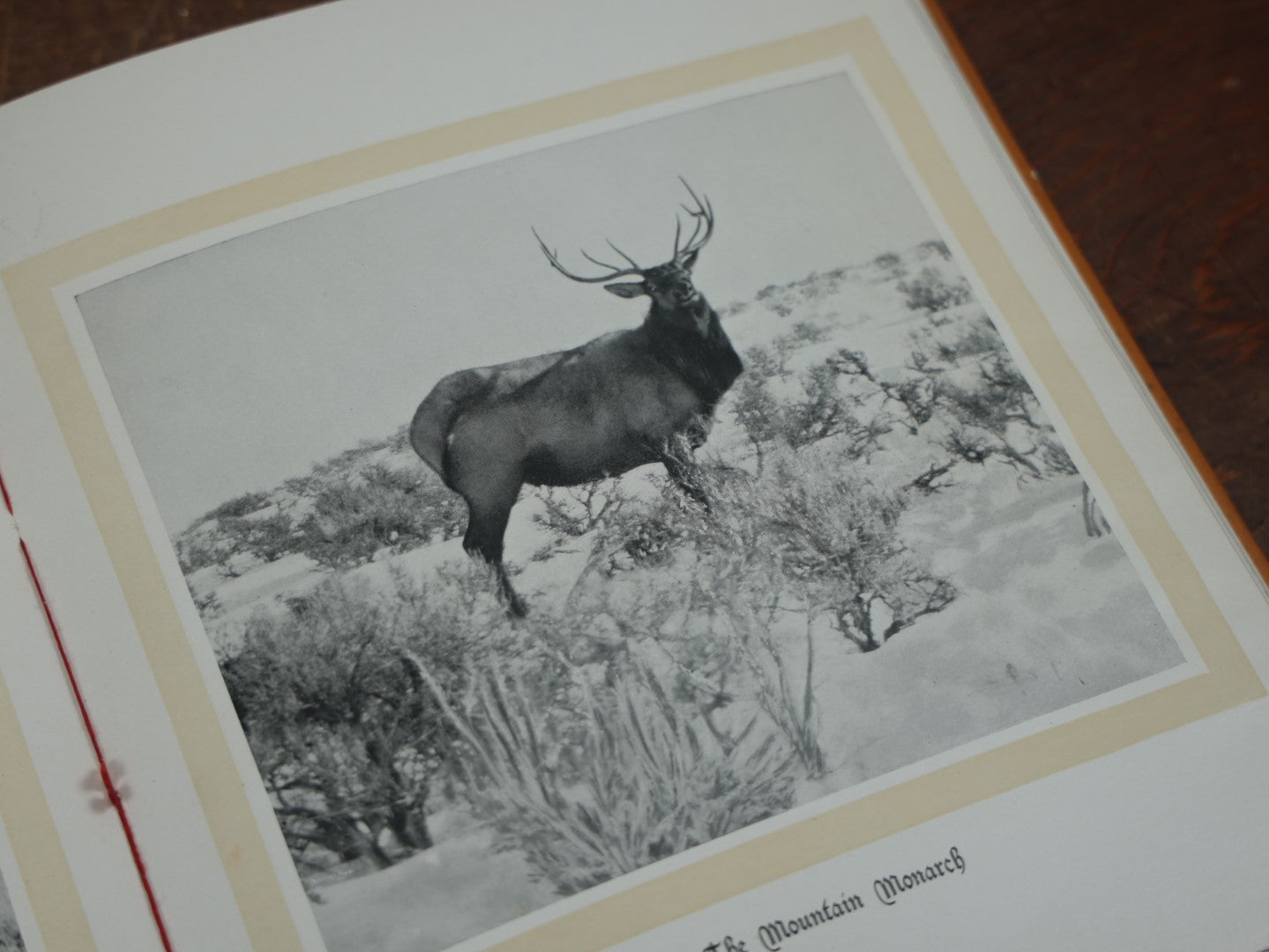 Lot 038 - "Hoofs, Claws, And Antlers Of The Rocky Mountains, By The Camera," Photographic Reproductions Of Wild Game From Life With An Introduction By Theodore Roosevelt, Copyright 1894, Frank S. Thayer, Publisher, Denver, Co.