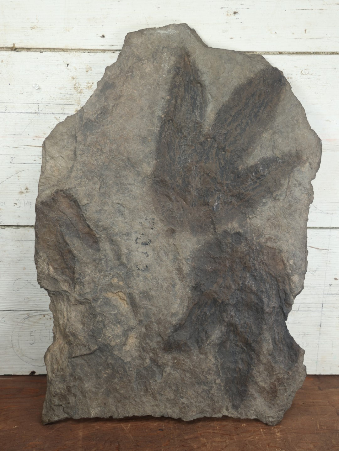 Lot 001 - Genuine Fossilized Dinosaur Footprint Specimen, Eubrontes, Late Triassic, Early Jurassic Period, Early 20th Century Specimen From Western Ma, Tagged By Reginald J. Alden