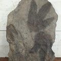 Lot 001 - Genuine Fossilized Dinosaur Footprint Specimen, Eubrontes, Late Triassic, Early Jurassic Period, Early 20th Century Specimen From Western Ma, Tagged By Reginald J. Alden