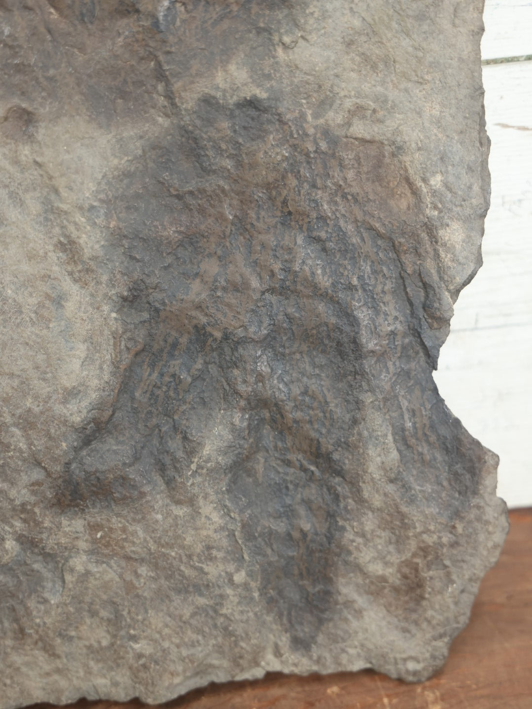 Lot 001 - Genuine Fossilized Dinosaur Footprint Specimen, Eubrontes, Late Triassic, Early Jurassic Period, Early 20th Century Specimen From Western Ma, Tagged By Reginald J. Alden