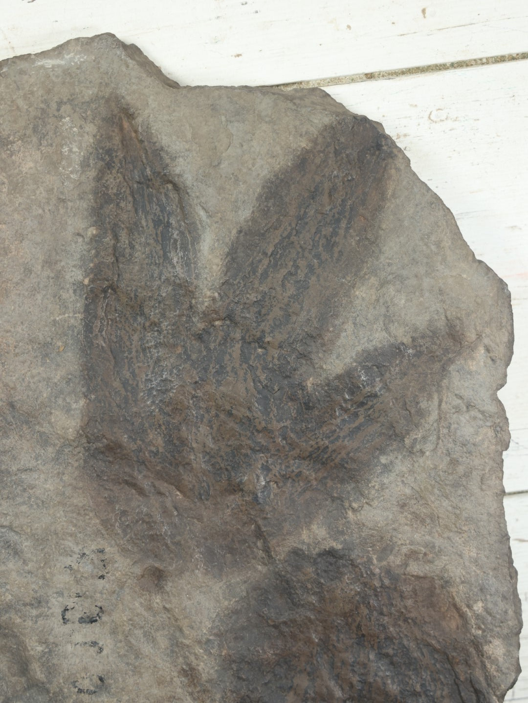 Lot 001 - Genuine Fossilized Dinosaur Footprint Specimen, Eubrontes, Late Triassic, Early Jurassic Period, Early 20th Century Specimen From Western Ma, Tagged By Reginald J. Alden