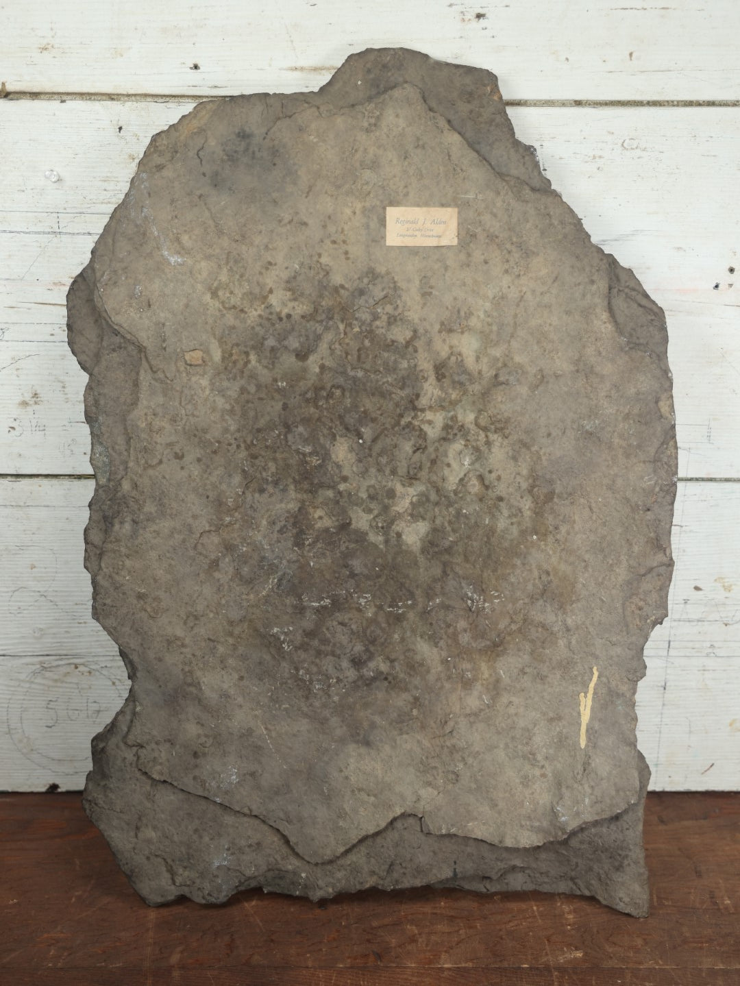 Lot 001 - Genuine Fossilized Dinosaur Footprint Specimen, Eubrontes, Late Triassic, Early Jurassic Period, Early 20th Century Specimen From Western Ma, Tagged By Reginald J. Alden