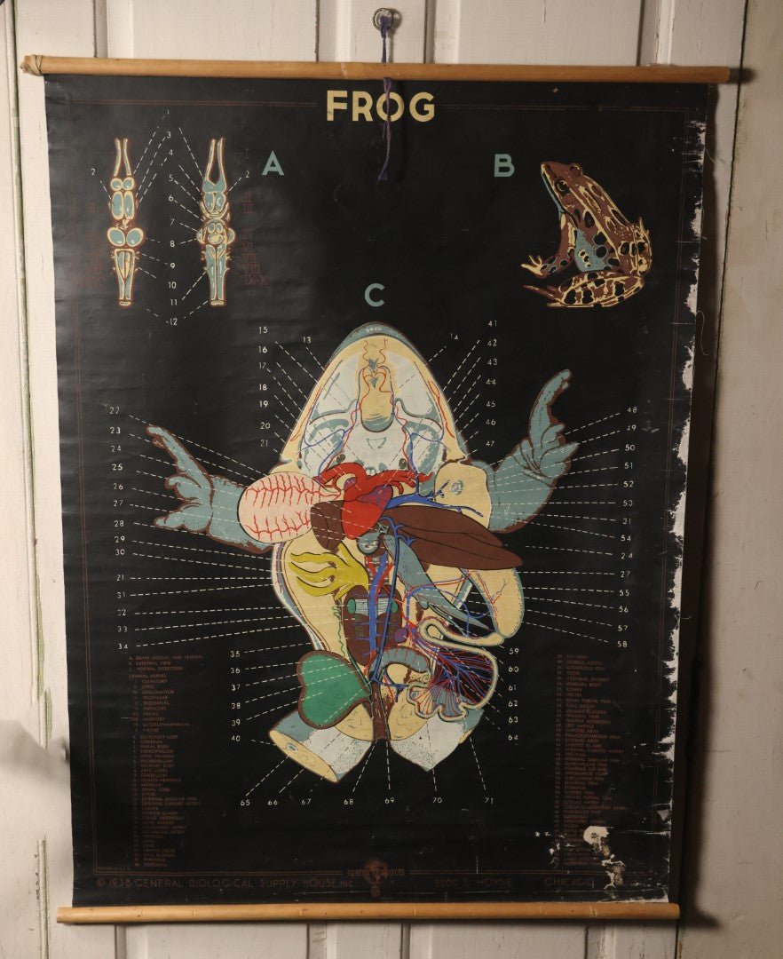 Lot 002 - Vintage Frog Anatomy School Room Chart, Copyright 1938 General Biological Supply House Inc., A Turtox Product, Chicago