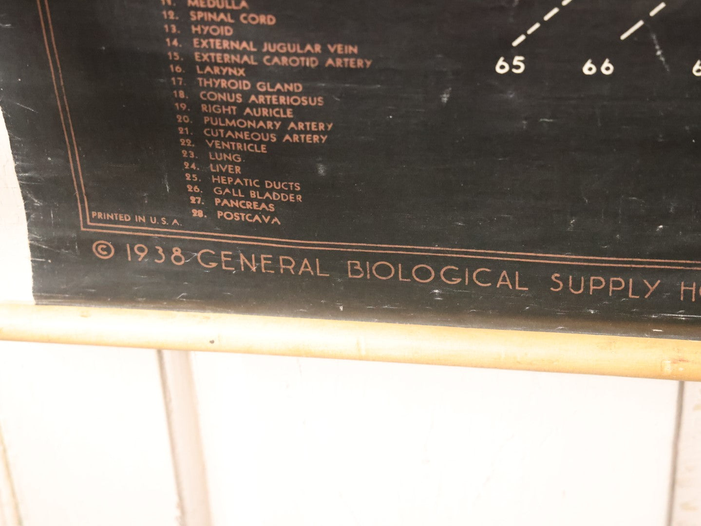 Lot 002 - Vintage Frog Anatomy School Room Chart, Copyright 1938 General Biological Supply House Inc., A Turtox Product, Chicago