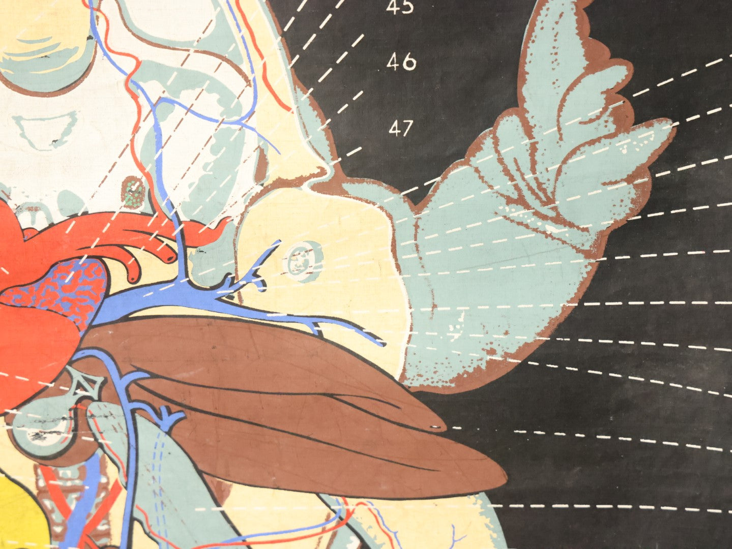 Lot 002 - Vintage Frog Anatomy School Room Chart, Copyright 1938 General Biological Supply House Inc., A Turtox Product, Chicago