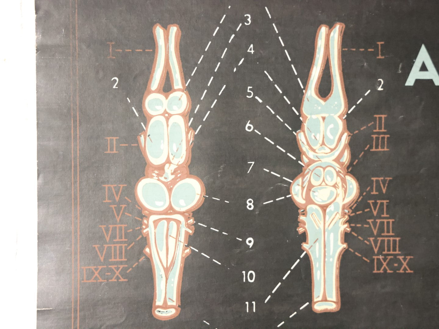 Lot 002 - Vintage Frog Anatomy School Room Chart, Copyright 1938 General Biological Supply House Inc., A Turtox Product, Chicago