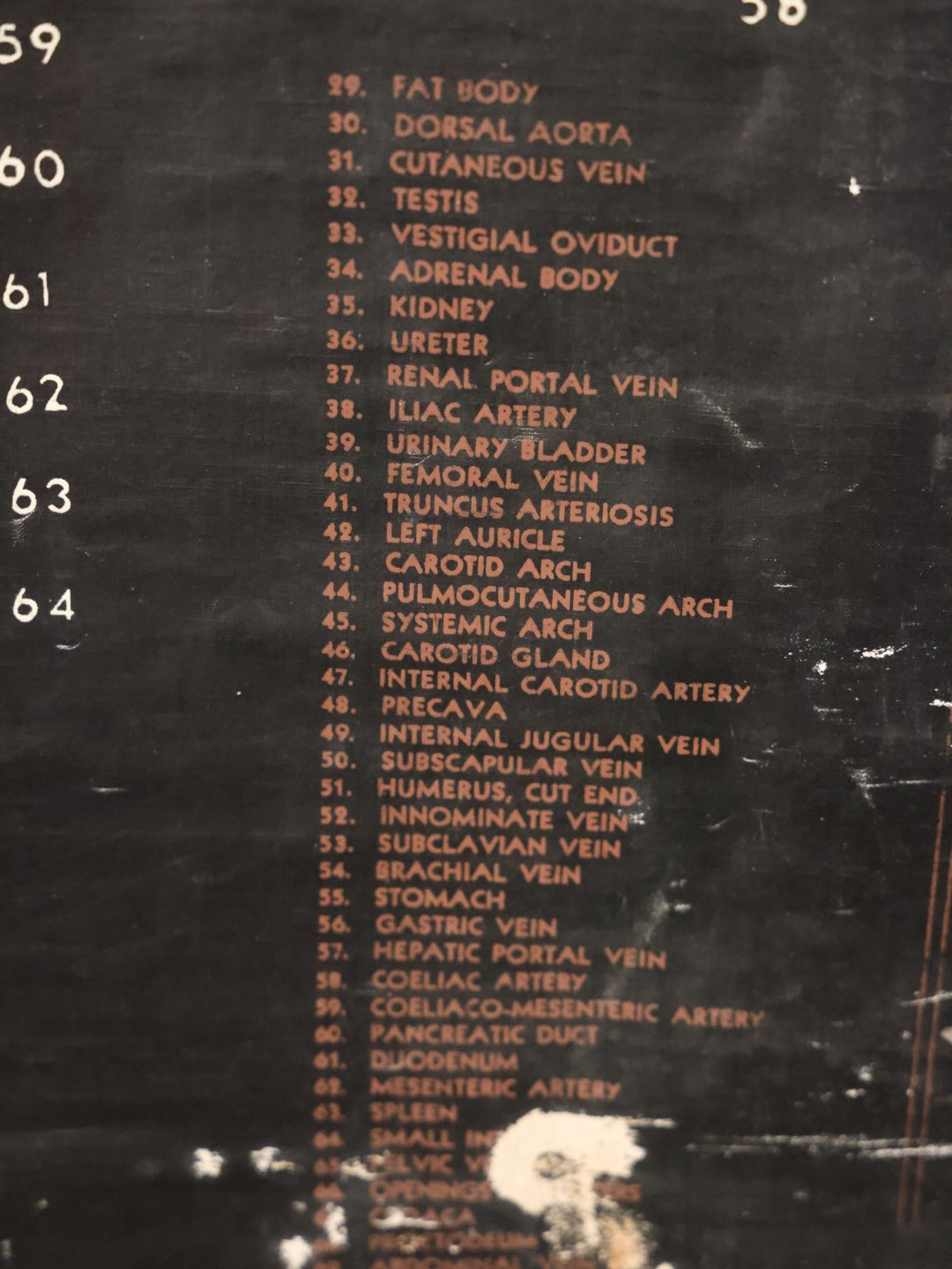 Lot 002 - Vintage Frog Anatomy School Room Chart, Copyright 1938 General Biological Supply House Inc., A Turtox Product, Chicago