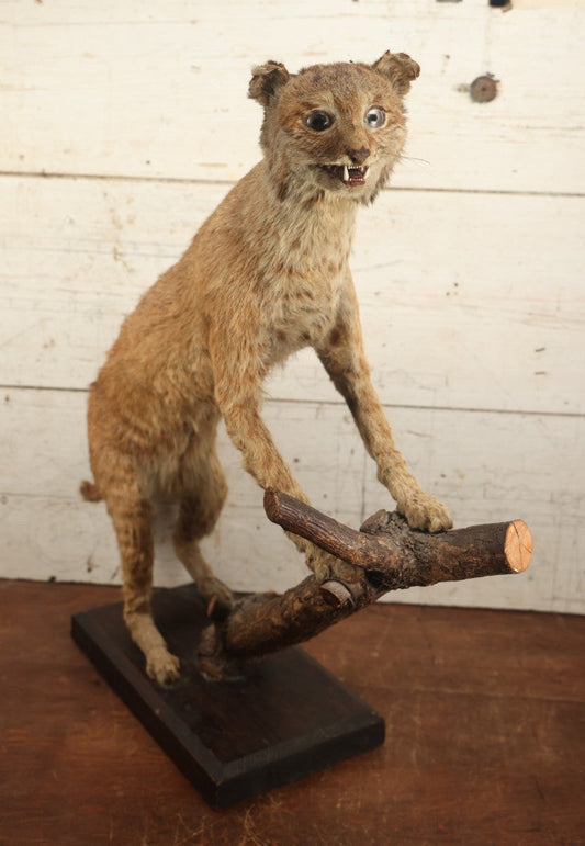 Lot 003 - Vintage Full Mount Taxidermy Bobcat Standing On Natural Log, Very Worn And Funny Looking, 30" Tall