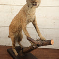 Lot 003 - Vintage Full Mount Taxidermy Bobcat Standing On Natural Log, Very Worn And Funny Looking, 30" Tall