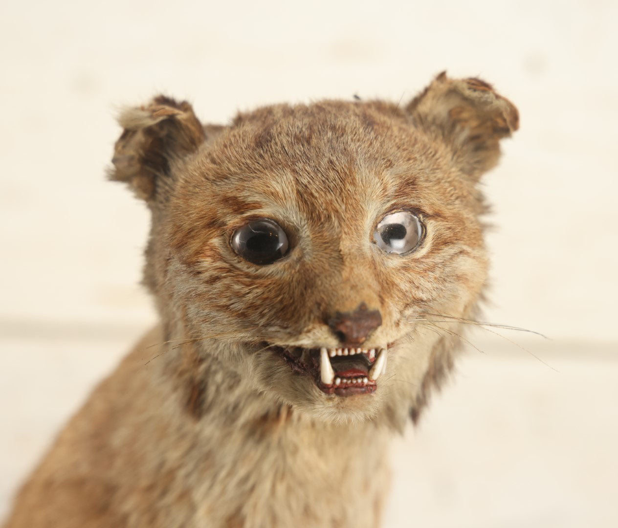 Lot 003 - Vintage Full Mount Taxidermy Bobcat Standing On Natural Log, Very Worn And Funny Looking, 30" Tall