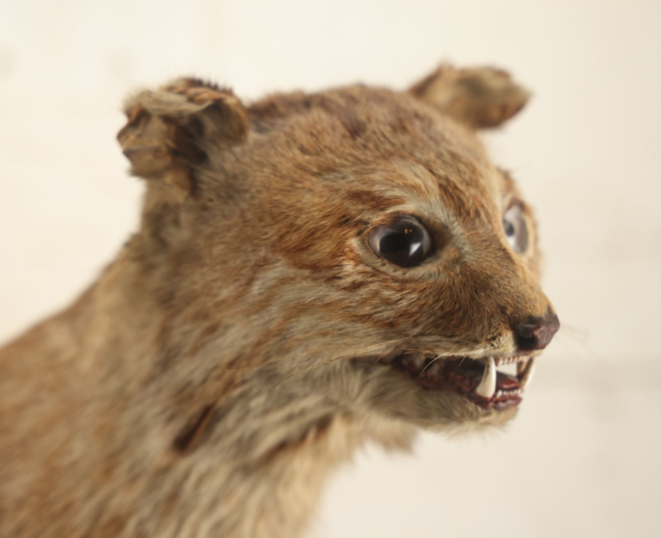 Lot 003 - Vintage Full Mount Taxidermy Bobcat Standing On Natural Log, Very Worn And Funny Looking, 30" Tall