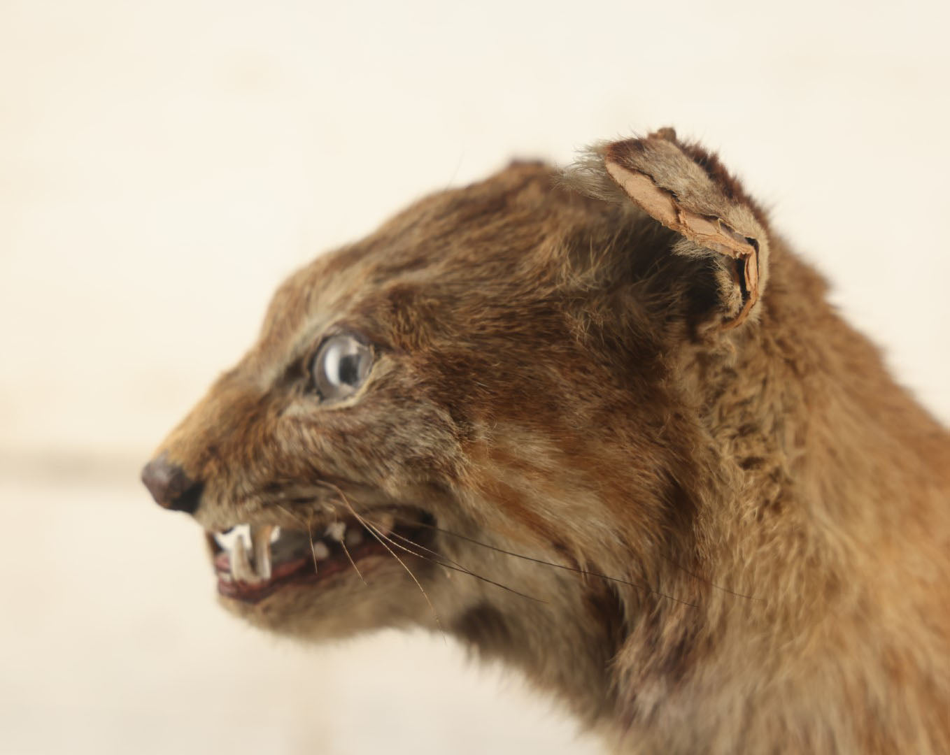 Lot 003 - Vintage Full Mount Taxidermy Bobcat Standing On Natural Log, Very Worn And Funny Looking, 30" Tall