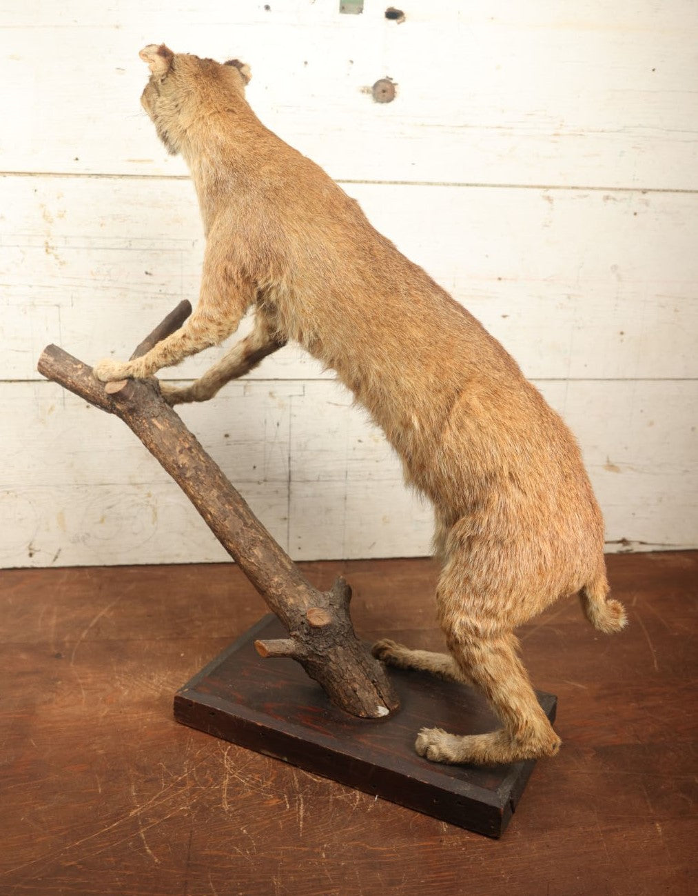 Lot 003 - Vintage Full Mount Taxidermy Bobcat Standing On Natural Log, Very Worn And Funny Looking, 30" Tall