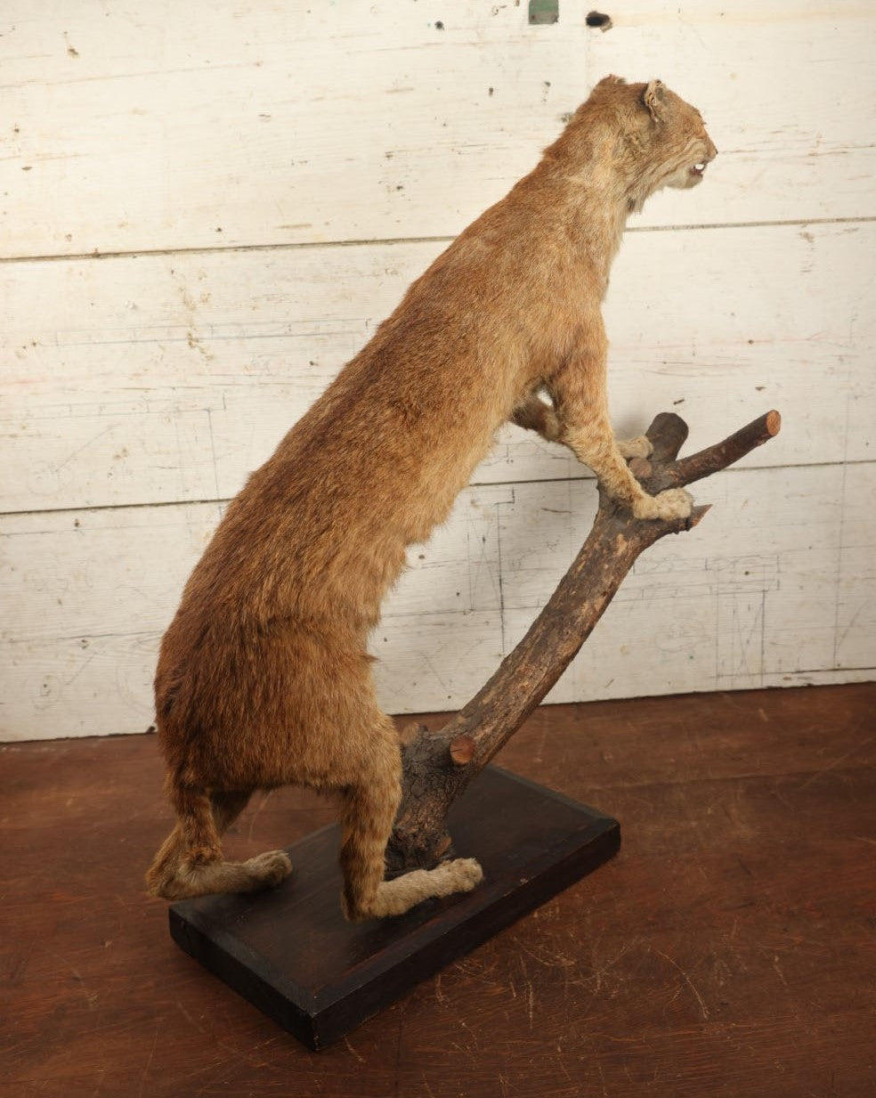 Lot 003 - Vintage Full Mount Taxidermy Bobcat Standing On Natural Log, Very Worn And Funny Looking, 30" Tall