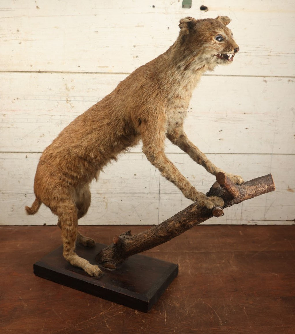 Lot 003 - Vintage Full Mount Taxidermy Bobcat Standing On Natural Log, Very Worn And Funny Looking, 30" Tall