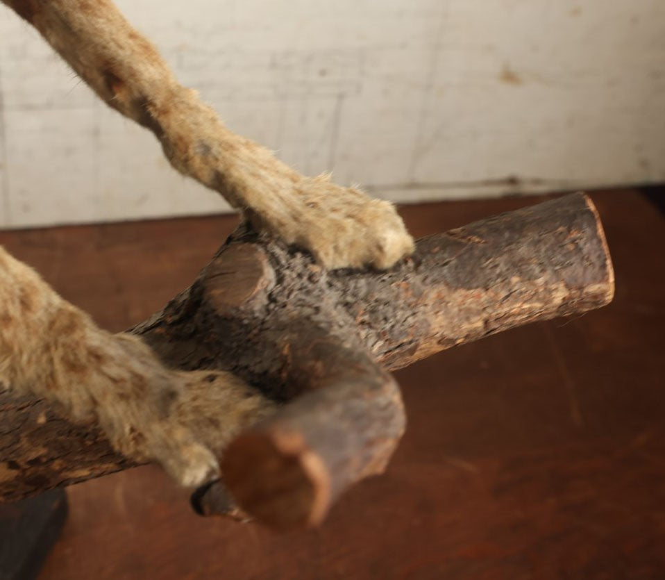 Lot 003 - Vintage Full Mount Taxidermy Bobcat Standing On Natural Log, Very Worn And Funny Looking, 30" Tall