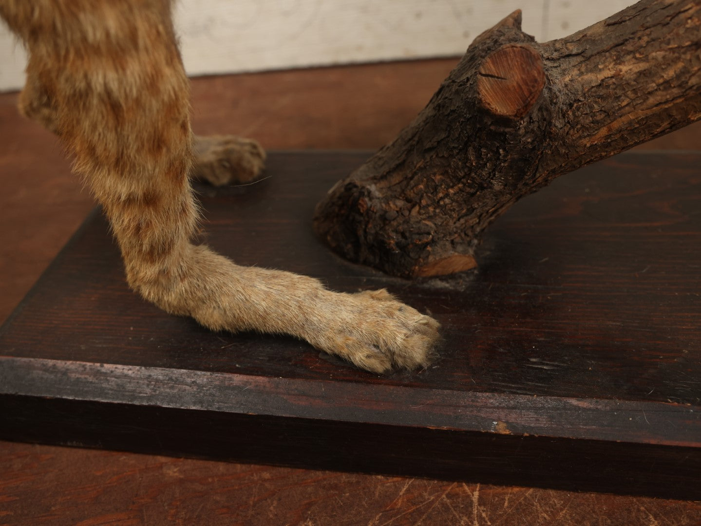 Lot 003 - Vintage Full Mount Taxidermy Bobcat Standing On Natural Log, Very Worn And Funny Looking, 30" Tall