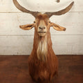 Lot 004 - Vintage Shoulder Mount Taxidermy Catalina Goat With 27" Horn Span