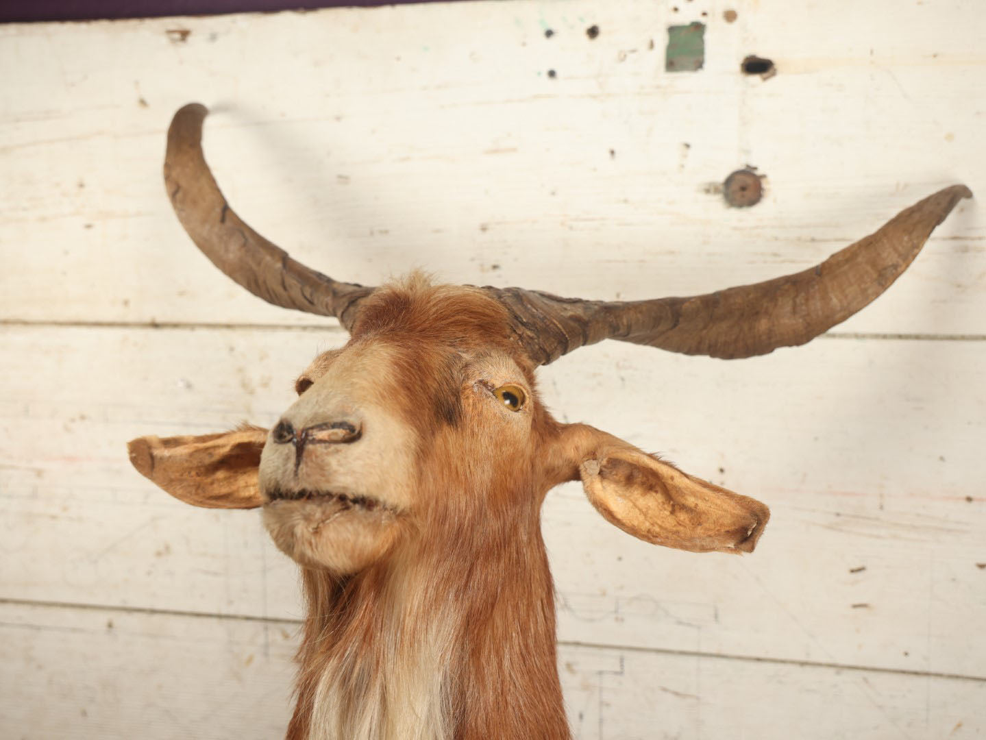 Lot 004 - Vintage Shoulder Mount Taxidermy Catalina Goat With 27" Horn Span