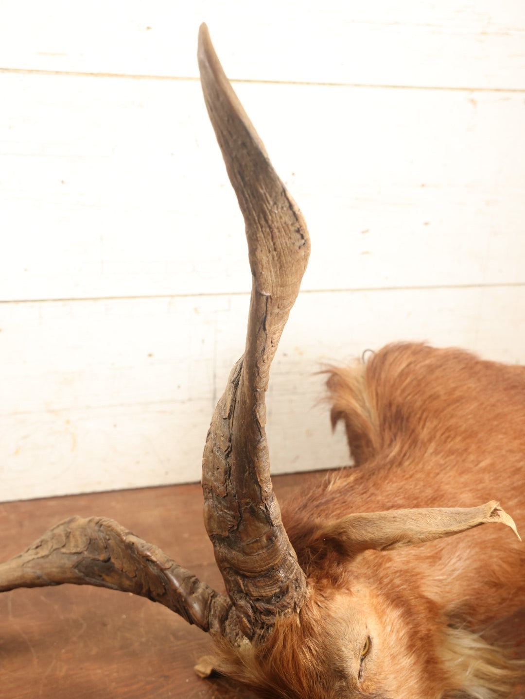 Lot 004 - Vintage Shoulder Mount Taxidermy Catalina Goat With 27" Horn Span