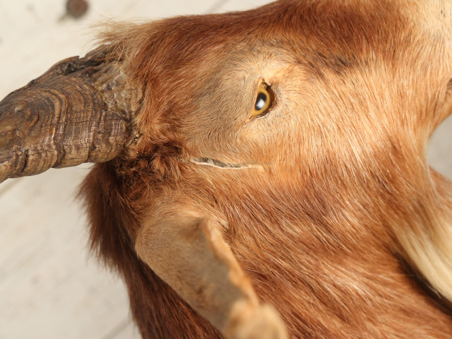 Lot 004 - Vintage Shoulder Mount Taxidermy Catalina Goat With 27" Horn Span