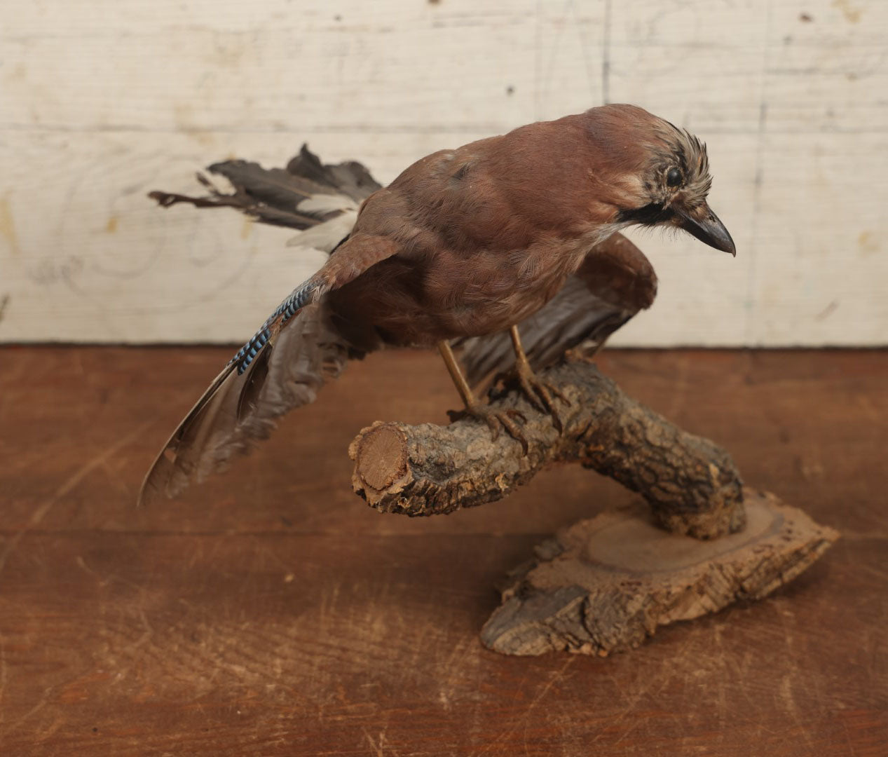 Lot 005 - Vintage Full Mount Taxidermy Eurasian Jay (Garrulus Glandarius) Bird, German Specimen, On Natural Log