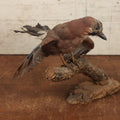 Lot 005 - Vintage Full Mount Taxidermy Eurasian Jay (Garrulus Glandarius) Bird, German Specimen, On Natural Log