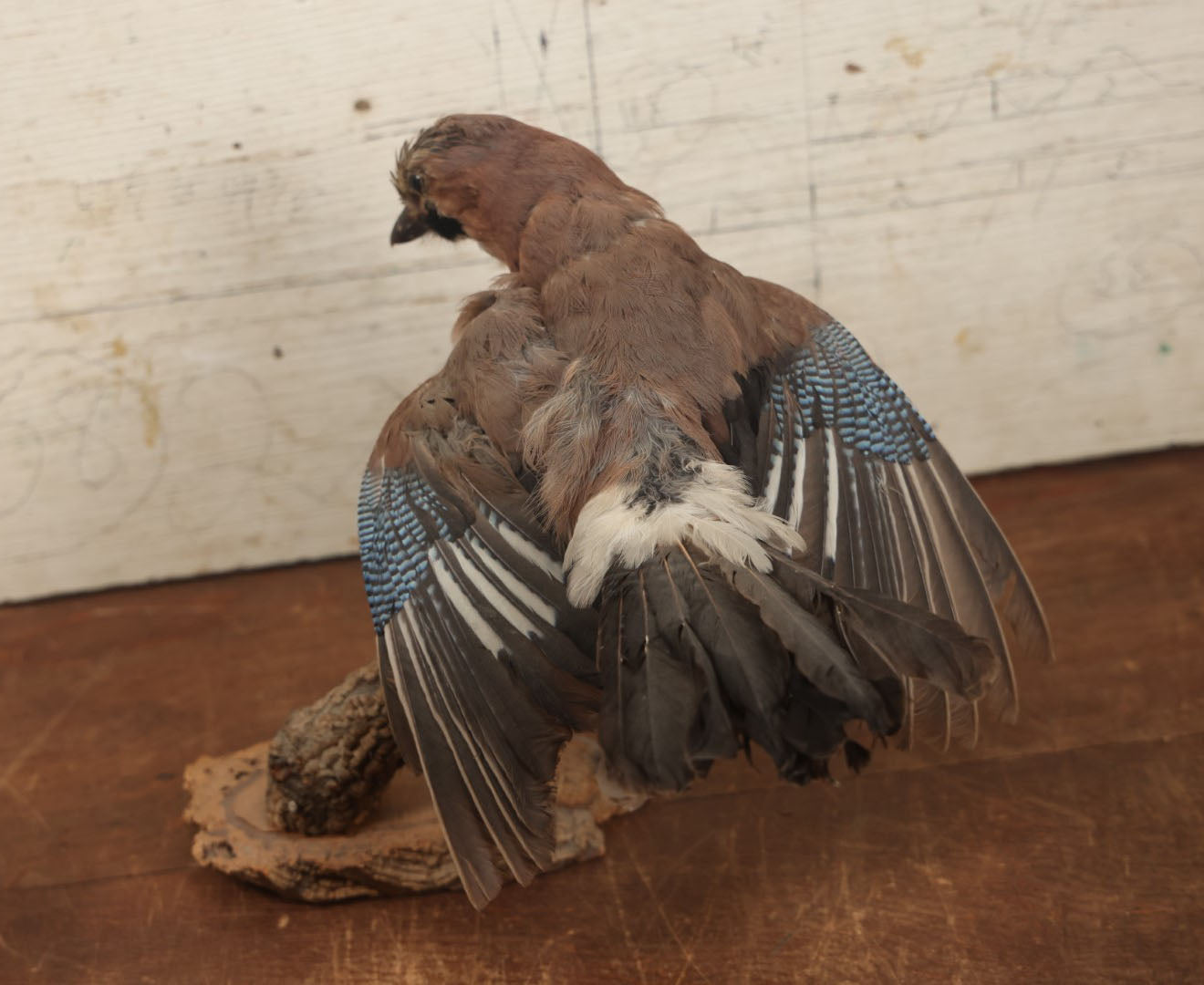 Lot 005 - Vintage Full Mount Taxidermy Eurasian Jay (Garrulus Glandarius) Bird, German Specimen, On Natural Log